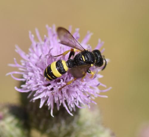 Réf. 185 929 : Cerceris rybyensis